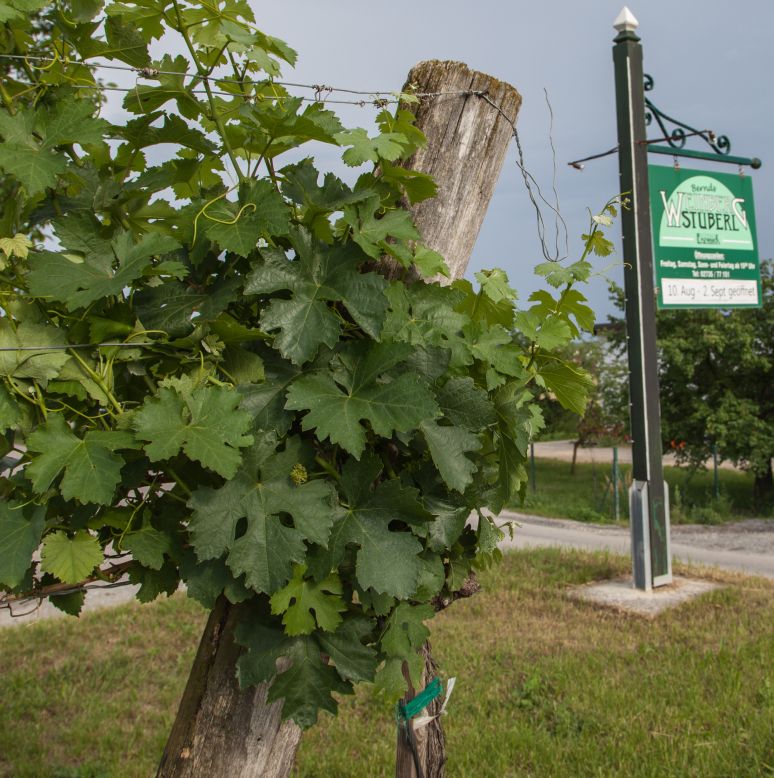 Heuriger Weinbergstüberl