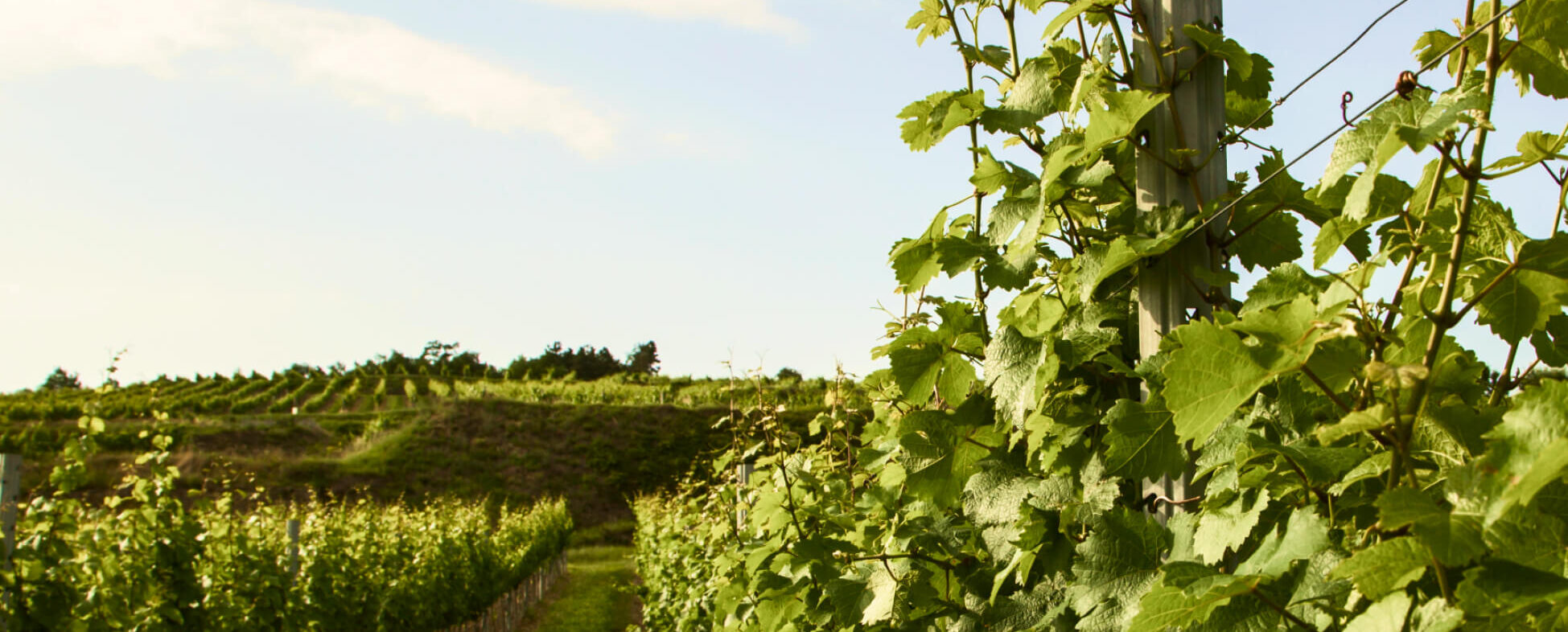 Eine Weintradition seit 1927